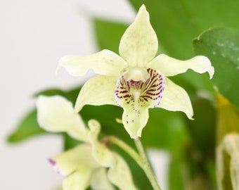 Fragrant Orchid Plant LIVE IN SPIKE Dendrobium Winter Pixie | Rare Exotic Blooming Size Latouria Indoor Gardening Tropic Houseplant White
