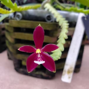 Fragrant Rare Species Orchid Plant LIVE Phalaenopsis cornu-cervi var vini &#39;Wan-Kou&#39; | BLOOMING SIZE Miniature Home Garden Houseplant Flower