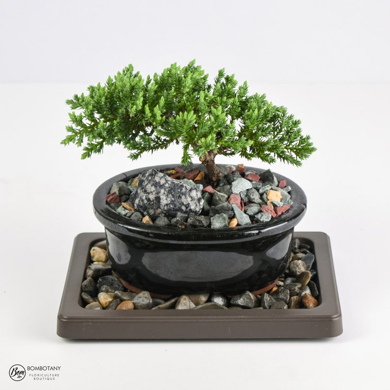 Humidity Tray Black Pearl Small Size Houseplant Supplies Bonsai Tree Orchid Tropical Flower Epiphyte Indoor Gardening Holiday Gift image 5