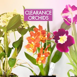Orchid BENCH CLEARANCE Plants @ Reduced Prices | Rare LIVE Indoor Gardening Houseplant Exotic Holiday Gift Greenhouse Blooming Size Discount