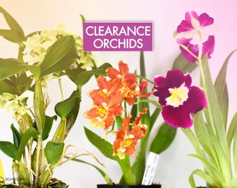 Orchid BENCH CLEARANCE Plants @ Reduced Prices | Rare LIVE Indoor Gardening Houseplant Exotic Holiday Gift Greenhouse Blooming Size Discount