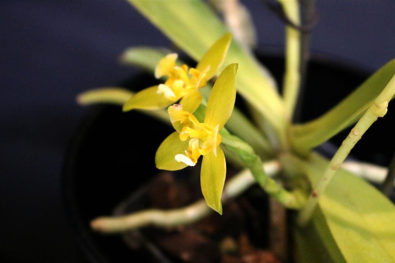 Fragrant Starter Species Orchid Plant LIVE Phalaenopsis cornu-cervi var flava | Near Blooming Size Miniature Indoor Gardening Yellow Flower