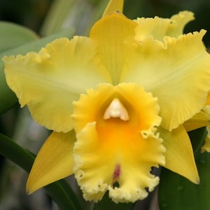 May include: A close-up of a vibrant yellow orchid flower. The petals have a ruffled edge and a gradient of color, transitioning from a bright yellow to a deeper orange in the center. A small, white structure is visible in the center of the flower.