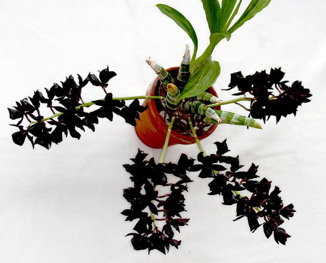 Fragrant Black Orchid Plant LIVE Monnierara Millennium Magic Etsy