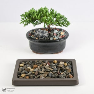 Humidity Tray Black Pearl Small Size Houseplant Supplies Bonsai Tree Orchid Tropical Flower Epiphyte Indoor Gardening Holiday Gift image 4