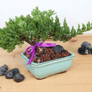 May include: A small bonsai tree with vibrant green foliage, presented in a light blue square ceramic pot. The tree is adorned with a purple ribbon. Several dark gray stones are placed around the pot on a wooden surface. The image is from Bombotany.