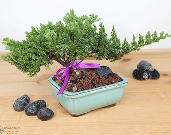 Live Juniper Bonsai Tree Kit: Glazed Ceramic Pot, Obsidian Mineral, 3-4 Years Old, Indoor-Outdoor Gift for Horticulture Nerds, Green Thumbs