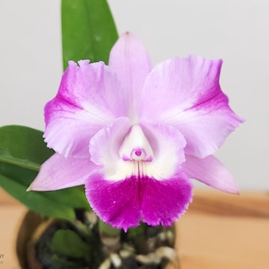 Fragrant Orchid Plant Live Cattleya Mari’s Love ‘Taka’ • Near Blooming Size in 3&quot; Pot •  Tropical Plant Lover Purple Flower Birthday Gift