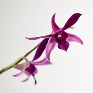 Mini Orchid Plant LIVE IN SPIKE Dendrobium Cherry Dance | Rare Blooming Size Gifts Flowers Houseplant Home Garden Rare Miniature Orchid