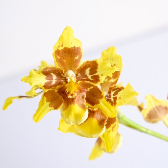Planta de orquídeas LIVE Wilsonara Solari 'Coronal' / - Etsy España