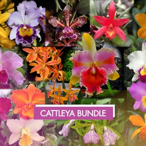 May include: A collage of various Cattleya orchids in bloom, showcasing a variety of colors and patterns. The orchids are arranged in a grid pattern, with the text "Cattleya Bundle" at the bottom.