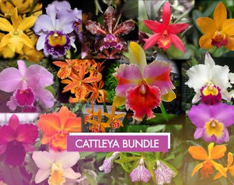 Starter Cattleya Orchid Bundle Box - Plants @ Reduced Prices | Rare LIVE Indoor Gardening Houseplant Exotic Holiday Gift Greenhouse Discount