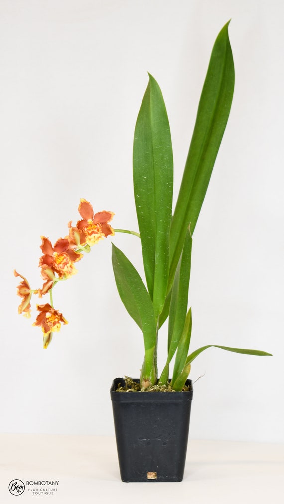 Orquídea Planta EN VIVO Wilsonara Tan Tesoros 'Azúcar - Etsy España