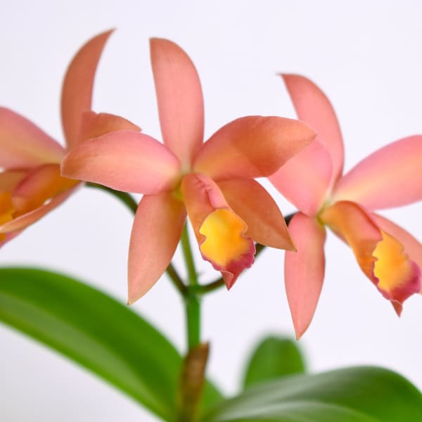 Starter Orchid Plant LIVE Cattleya Caribbean x Trick or Treat | Rare Near Blooming Size Houseplant Collectible Alliance Red Pink Flower