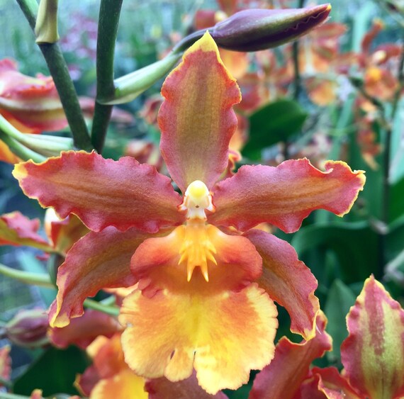 Orquídea Planta VIVA Odontocidium Catatante 'Kilauea - Etsy México