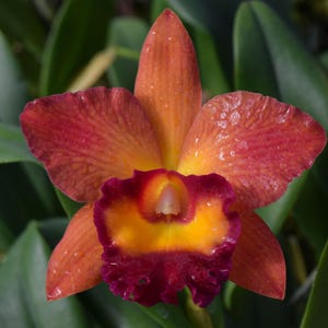 May include: A vibrant Cattleya orchid flower featuring large, textured petals in shades of sunset orange and deep red. The central labellum is a bright, golden yellow with a ruffled, dark magenta border, accented by small water droplets.