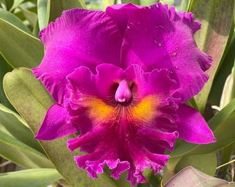 Fragrant Starter Orchid Plant LIVE Rlc King of Taiwan | Rare SEEDLING Size Houseplant Cattleya Alliance Pink Purple Yellow Flower Gift