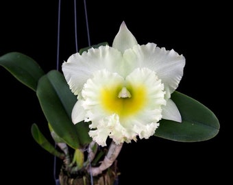 Orchid Plant LIVE Rhyncholaeliocattleya Siam White 'The Best' | Rare BLOOMING SIZE Indoor Garden Houseplant Exotic Cattleya Alliance Flower