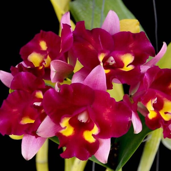 Starter Orchid Plant LIVE Rlc Linkin Love x Rth Chomyong Beauty | Rare Near Blooming Size Houseplant Cattleya Alliance Pink Yellow Flower