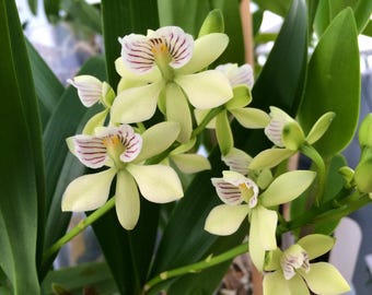 Fragrant Orchid Plant LIVE Encyclia radiata | Rare BLOOMING SIZE Indoor Gardening Houseplant species Holiday Gift Epidendrum White Flower