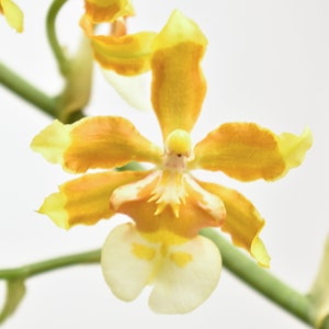 Orchid Plant LIVE IN SPIKE Oncidium Hilo Firecracker ‘Lucky Strike’ | Rare Blooming Dancing Lady Indoor Garden Houseplant Yellow Flower Gift