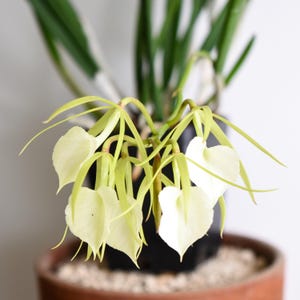 Fragrant Orchid Plant LIVE Brassavola Little Stars | BLOOMING SIZE Gift Rare Exotic Tropical Houseplant Collectible Cattleya