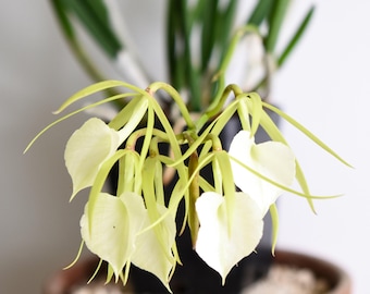 Fragrant Orchid Plant LIVE Brassavola Little Stars | BLOOMING SIZE Gift Rare Exotic Tropical Houseplant Collectible Cattleya