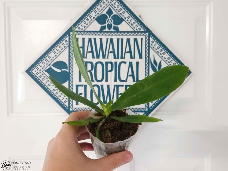 Fragrant Rare Species Orchid Plant LIVE Phalaenopsis Cornucervi Var