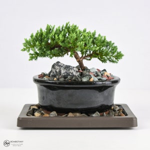 Juniper Bonsai Tree LIVE 3-4 Years Old Juniper Procumbens 'Nana' | Glazed Ceramic Indoor Gardening Houseplant Bonzai Plant Home Decor Gift