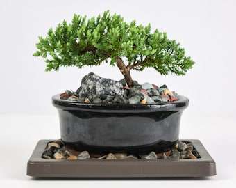 10yrs Juniper Bonsai Live Tree Bonsai Tree Indoor Plant Outdoor