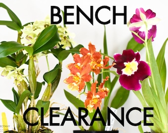 Orchid BENCH CLEARANCE Plants @ Reduced Prices | Rare LIVE Indoor Gardening Houseplant Exotic Holiday Gift Greenhouse Blooming Size Discount