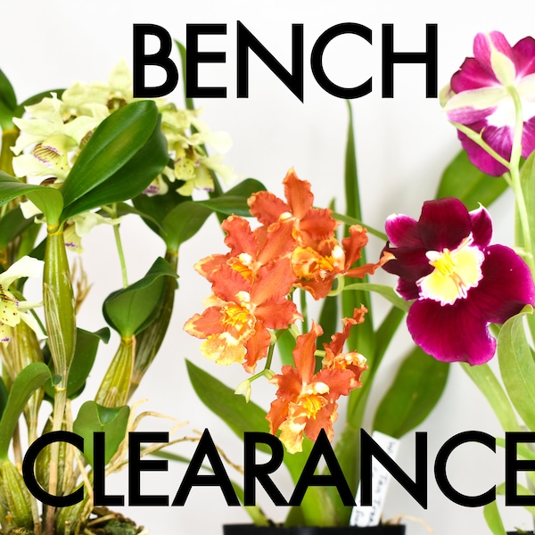 Orchid BENCH CLEARANCE Plants @ Reduced Prices | Rare LIVE Indoor Gardening Houseplant Exotic Holiday Gift Greenhouse Blooming Size Discount