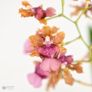 Fragrant Starter Orchid Plant LIVE Oncidium Pacific Sunrise &#39;Hakalau&#39; | Rare Near Blooming Size Indoor Gardening Flower Holiday Gifts Exotic