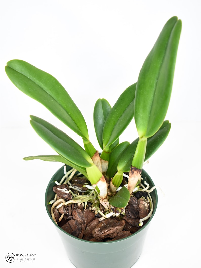 Orchid Plant LIVE Rlc. Nana Honda 'volcano Queen' Rare BLOOMING SIZE