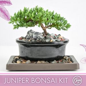 Juniper Bonsai Tree Kit RAVE REVIEWS 3-4 Years Old Juniper Procumbens 'Nana' Glazed Ceramic Indoor Gardening Live Houseplant Home Decor Gift
