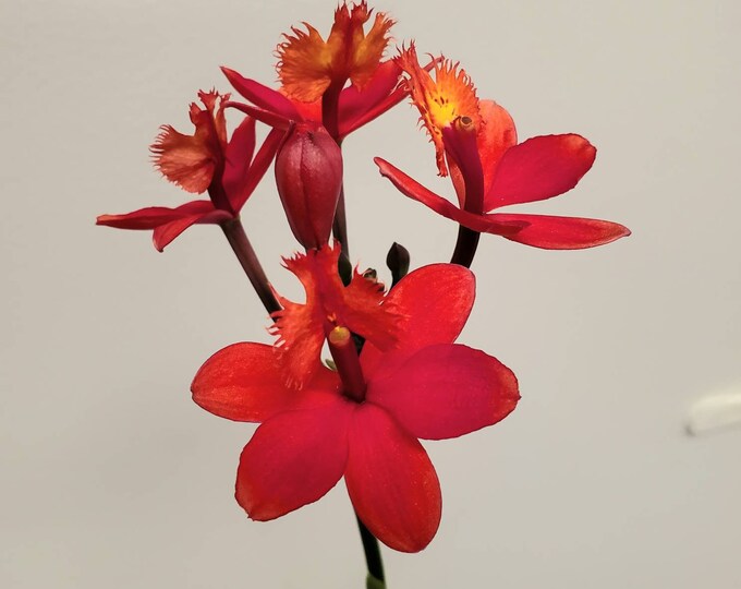 Orchid Plant LIVE Epidendrum Pacific Pinwheel Hybrid Rare Etsy