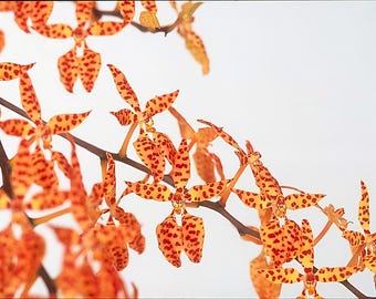Spanish Dancing Girl Species Orchid Plant Live Renanthera monachica • Blooming Size Mini 3" Pot • Easy Care Rare Tropical Plant Lover Gift
