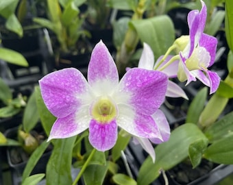 Orchid Plant LIVE Dendrobium Green Mist x Nida | Rare BLOOMING SIZE DenPhal Type Latouria Hybrid Indoor Pink Exotic Flower Houseplant Gift