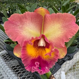 May include: Close-up of a Cattleya orchid flower. The petals are a blend of pink and yellow, with a vibrant yellow and orange center. The ruffled edges of the petals add texture. The flower is in a black tray with green plants.