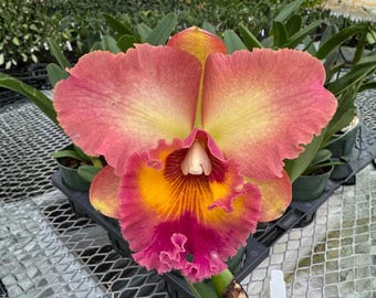 Fragrant Orchid Plant Live Rlc. Mem. Helen Kyrcz ‘Volcano Queen’ • Blooming Size in 6" Pot • Easy Care Rare Tropical Plant Lover Flower Gift