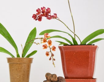 Mini Orchid Plant LIVE Howeara Lava Burst ‘Pacific Sunrise’ | Miniature BLOOMING SIZE Oncidium Indoor Gardening Houseplant Fire Flower Gift