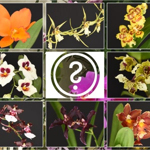 Customizable Orchids Bundle Box - Growers Choice Mystery Variety | LIVE Blooming, Starter Size Horticulture Botany Flower Gift Bulk Discount