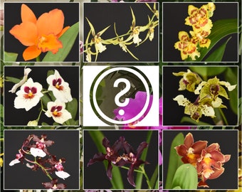 Orchids Mystery Box - 3 Blooming Orchid Plants (see description) | Live House Plants | Home Gardening | Flowers | Home Decor | Gift Box
