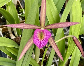 Live Orchid Plant Brassocattleya Hamlyn's Magic 'Leilani', Blooming Size Rare Tropical Foliage Houseplant Brassavola Purple Flower Gift