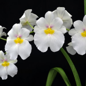 Fragrant Pansy Orchid Plant LIVE IN SPIKE Miltoniopsis Rene Komoda 'Pacific Clouds' | Miltonia Blooming Flower Indoor Gardening Houseplant