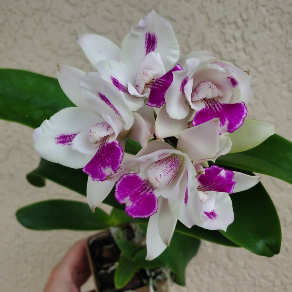 Fragrant Orchid Plant LIVE Cattleytonia Ethel's Paradise 'In Kalapana' | BLOOMING SIZE Cattleya Intergeneric Indoor Garden Houseplant Exotic