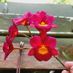 May include: A cluster of vibrant magenta orchid flowers with bright yellow centers. Each bloom features rounded petals and a distinct golden-yellow throat. The flowers are attached to thin green stems, showcasing a rich, saturated color palette.