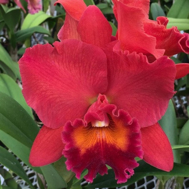 Orchid Plant LIVE Rlc. Fire Jewel 'volcano Queen' Rare BLOOMING SIZE