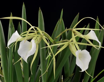 Fragrant Lady of the Night Orchid Plant LIVE Brassavola nodosa | BLOOMING SIZE Collectible Species Rare Indoor Gardening Houseplant Flower