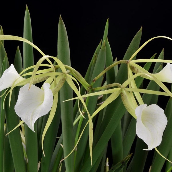 Fragrant Lady of the Night Orchid Plant LIVE Brassavola nodosa | BLOOMING SIZE Collectible Species Rare Indoor Gardening Houseplant Flower